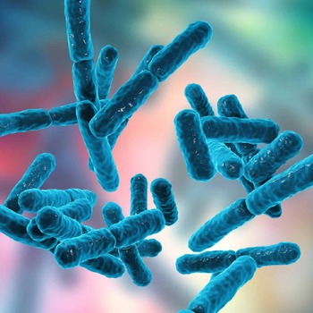 Akkermansia Muciniphila - gut health