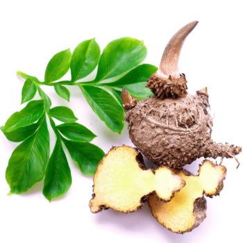 Konjac Glucomannan - appetite control
